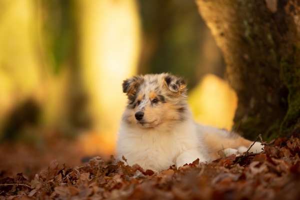 Pup School Suffolk